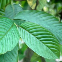 Kratom Info