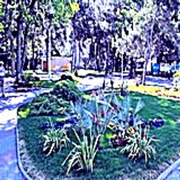 Barog