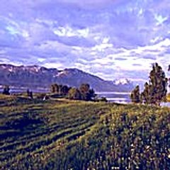 Nesefeduc