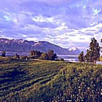 Nesefeduc