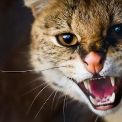 Free Amazon Gift Card Generator