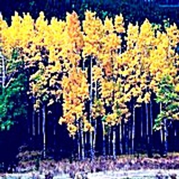 Francinejewitt72