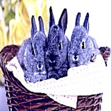 Archibaldsomerford78