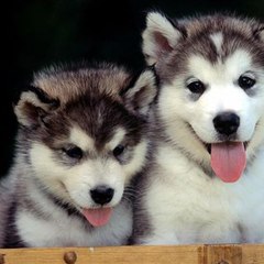Husky Puppies for Sale