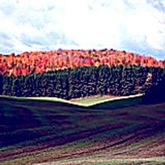 Goluwaj