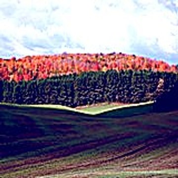 Goluwaj