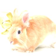 Armoreddogs Paschall