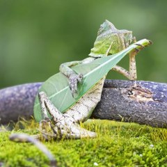 Popescumitrea