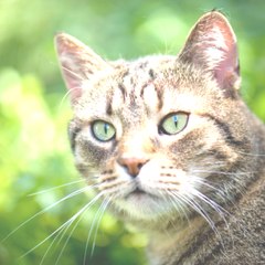 Christopher Stephenson