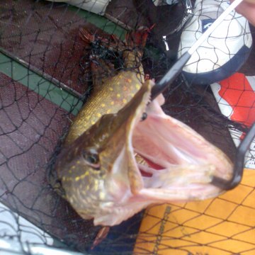 Fishing Time