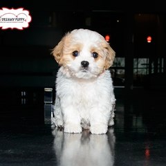 Dreamy Puppy