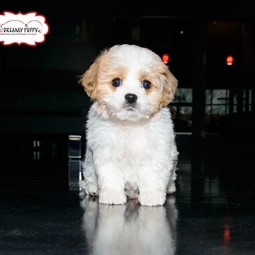 Dreamy Puppy