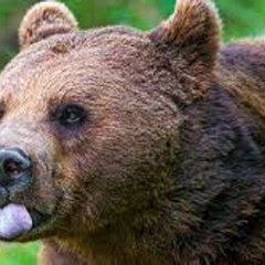 Animal Planet
