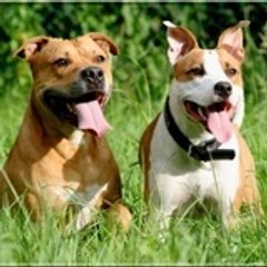 Of Good Molosses Kennel's