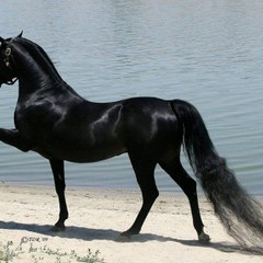 Dimafominphsm