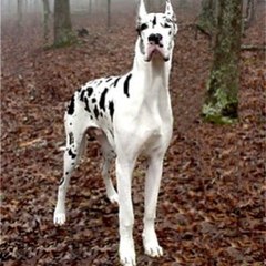 Vipone