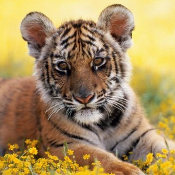 Animal Lovers TV