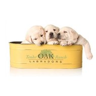 Tenderoaklabradors