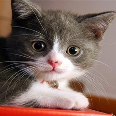 Funny Pet Pranks