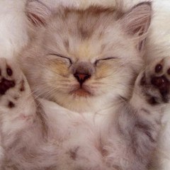 MeowGaming