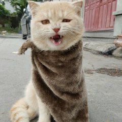 Photo Cat