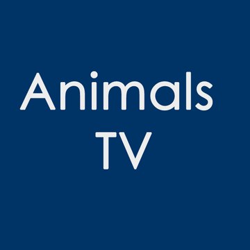 Animals TV