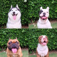 เชอบัว ยูโร มายา