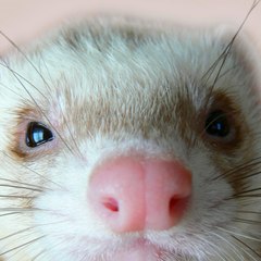Ferret99