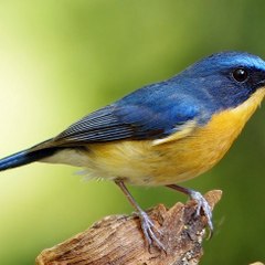 Ahadi Bird Colection