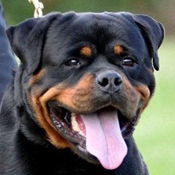 Avox Rottweilers