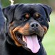 Avox Rottweilers