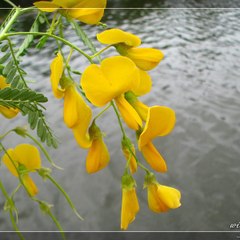 Người miền tây