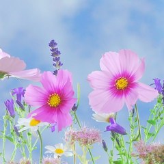 flowertv