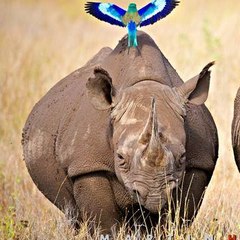 Rhino Vocabulary