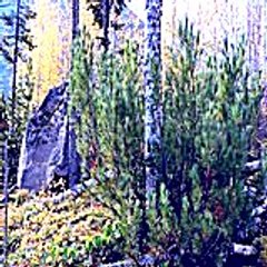 Edythelongford76