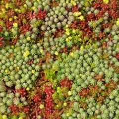 biosedum