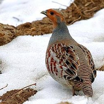 Av ve Yaban Hayat - Hunting