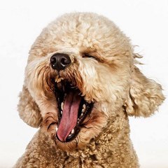Extremely Cute Animals