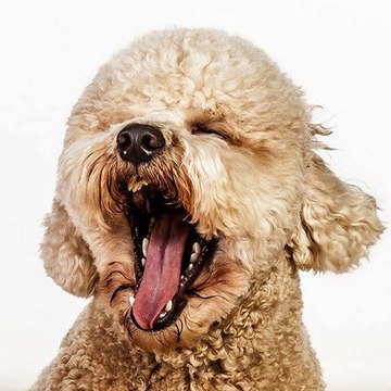 Extremely Cute Animals