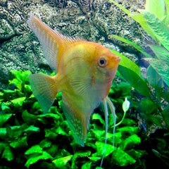 Aquarium-Perfekt.de