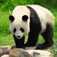 PANDA ENTERTAINMENT