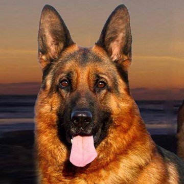 dogs