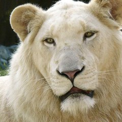 Wild Animal Zone