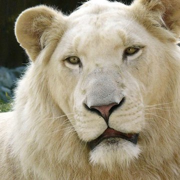 Wild Animal Zone