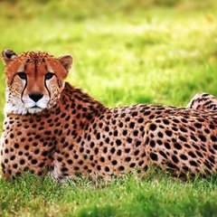 Animal TV
