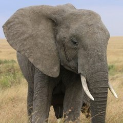 Safaricam