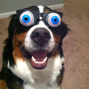 Funny Animal Compilations