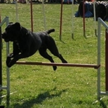 xXx Agility xXx Camille