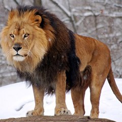 Wild and Animal