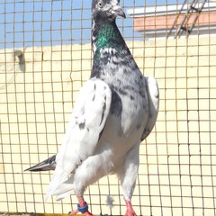 Kabootar Pigeons
